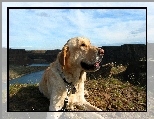 Pies, Labrador Retriever