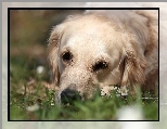 Golden retriever, Biały, Pies, Trawa